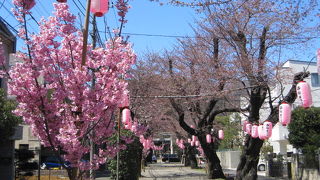 参道は桜並木となっている八幡様