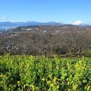 菜の花と絶景