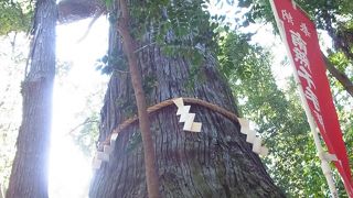 東京都指定天然記念物