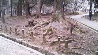 興福寺、春日大社参道、東大寺で見かけます