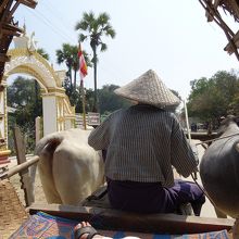 「座席」からの光景です。牛さんのしっぽがベシベシとおじさんの