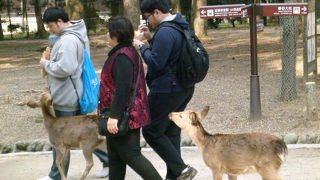 １５００頭ぐらいらしいてす、ウンチも沢山！