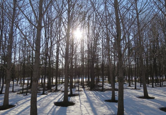 早春のきざし（3月下旬）