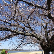 来週には見頃を迎える桜。