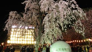 たくさんの人が夜桜を楽しんでいました
