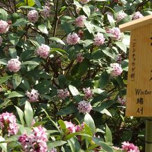 花の名前もちゃんとわかります。