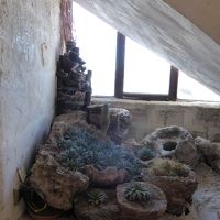 階段下のスペースにあったサボテンたち