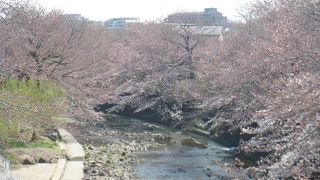 3月31日に満開の模様