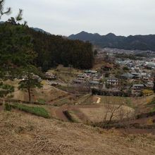 残念ながら梅は見られません。