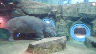 空飛ぶカバに出会えるよ！　魅力たっぷりカバ館