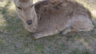 奈良公園には鹿が沢山
