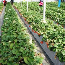 めっちゃ甘いのもたくさん