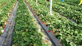 たくさん食べられました