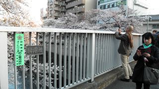 神田川沿いの桜を撮るのに絶好の撮影ポイント