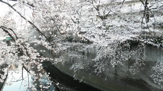 江戸川公園より西は人はまばらでゆっくりと桜を見れました