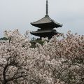 京都の関西地方の最後の桜