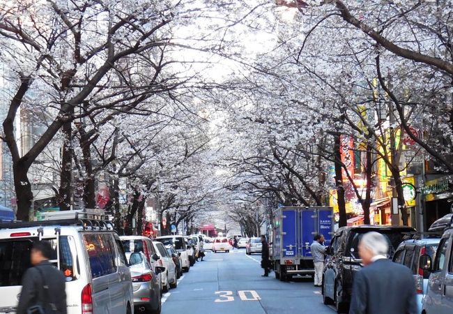 3月下旬でもう7分咲きだ。