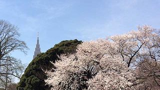 ２０１５年 お花見シーズン 「新宿御苑の桜」