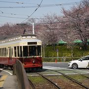 桜に溶け込む路面電車