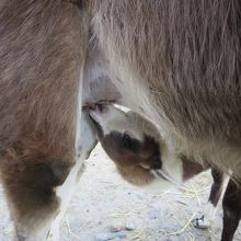 おちちを飲んでる赤ちゃんラマちゃん。