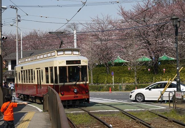 桜に溶け込む路面電車