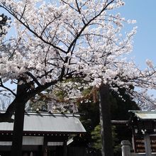 桜の木が綺麗でした。