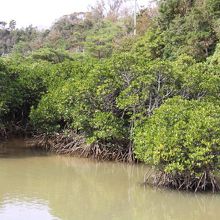 マングローブ林