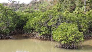 沖縄本島のマングローブ林