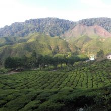 一面の紅茶畑は散策もできます