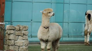 寒いけど菜の花がすごい！