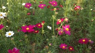 コスモスまつりの時がおすすめです