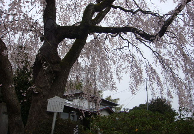 いまが見頃のしだれ桜