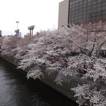 目黒図書館前より。7部咲きくらいでした。
