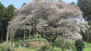 松国大山桜