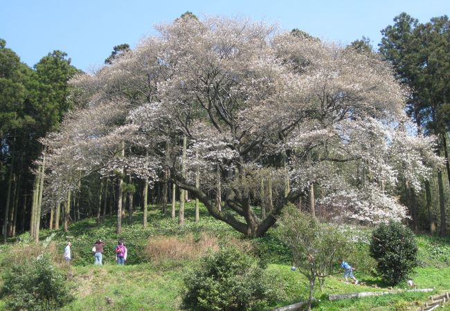 松国大山桜