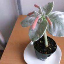 『断崖の女王』