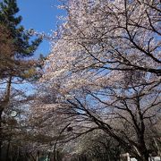 桜がキレイでした！！