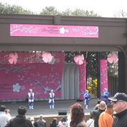素晴らしい桜!!
