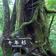 白谷雲水峡と並ぶトレッキングコース