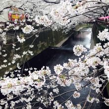 有名な目黒川の桜