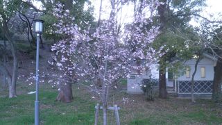 花見とライトアップ