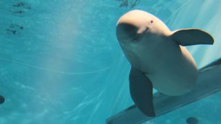 ペンギンの散歩を見れました！