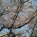すばらしい桜