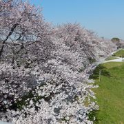 春は桜が見事です。