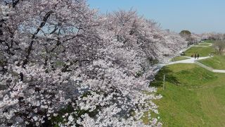 春は桜が見事です。