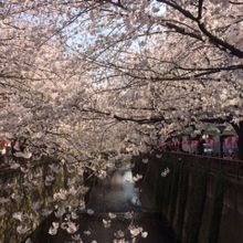 美しい桜が見事に咲きます