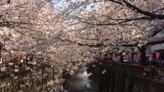 東京でも有数の花見どころ！