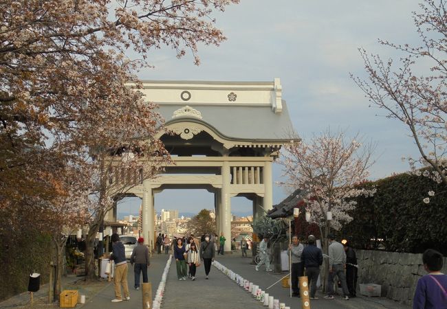 本妙寺桜灯籠