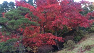 評判の紅葉スポット