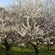 豊田市で梅を見るならココ！